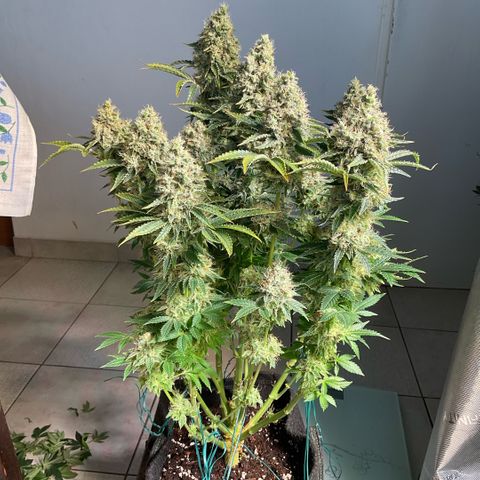 White Widow XXL #1 growlog timeline photo
