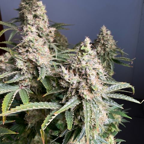 White Widow XXL #1 growlog timeline photo