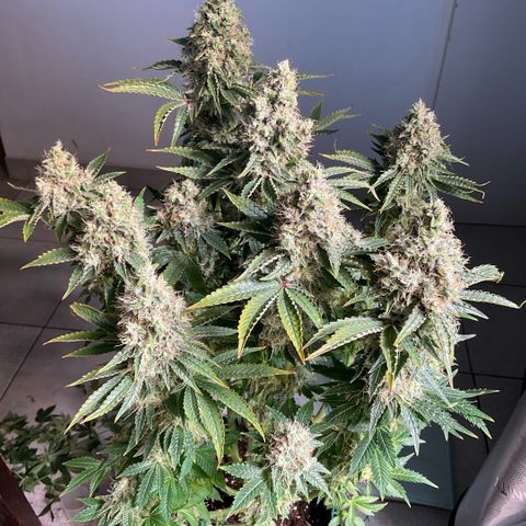 White Widow XXL #1 growlog timeline photo