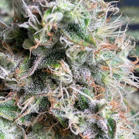 White Widow XXL #1 growlog timeline photo