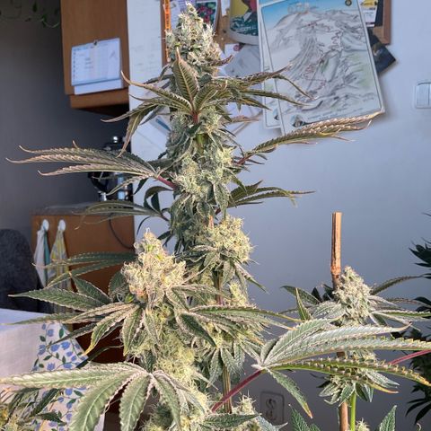 Melonade Runtz growlog photo: Tips on sugar leave starting to curling and dry