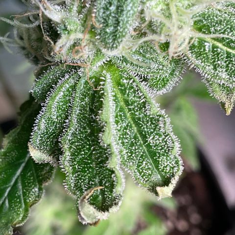 Melonade Runtz growlog photo: Tips on sugar leave starting to curling and dry