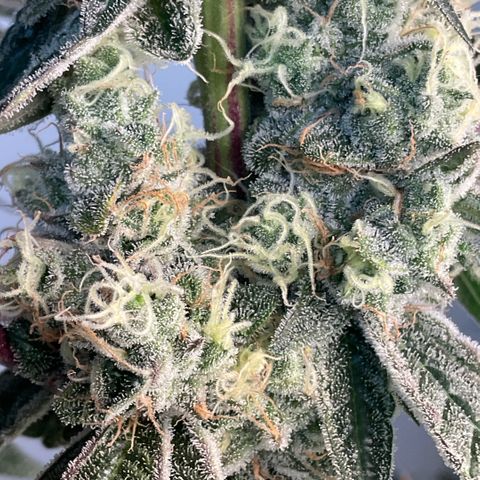 Melonade Runtz growlog photo: Tips on sugar leave starting to curling and dry