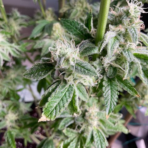 Melonade Runtz growlog photo: Tips on sugar leave starting to curling and dry