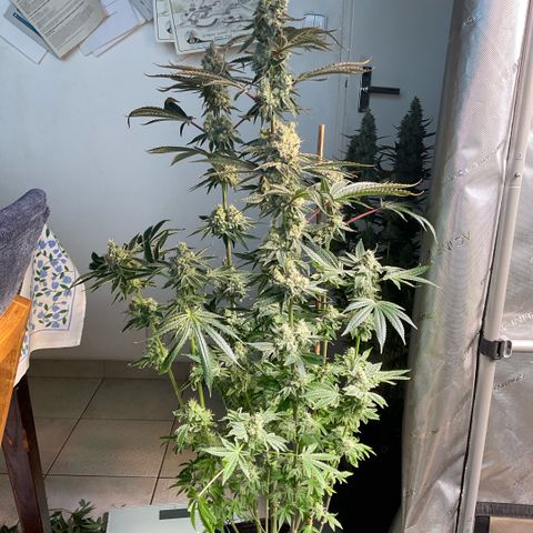 Melonade Runtz growlog photo: Tips on sugar leave starting to curling and dry