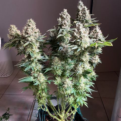 White Widow XXL #1 growlog timeline photo