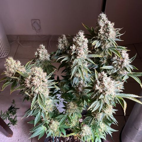 White Widow XXL #1 growlog timeline photo