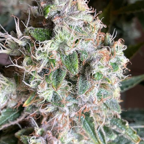 White Widow XXL #1 growlog timeline photo