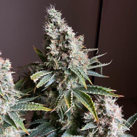White Widow XXL #1 growlog timeline photo