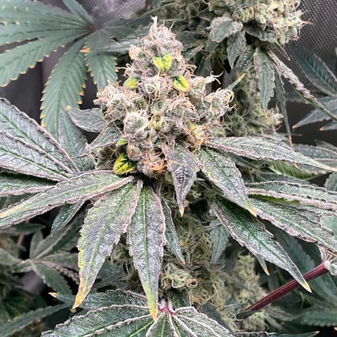 Melonade Runtz growlog timeline photo