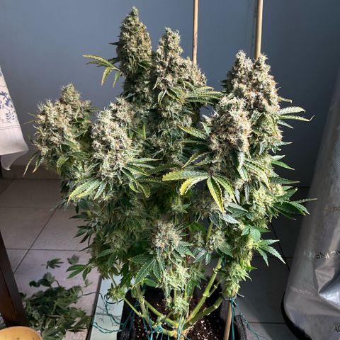 White Widow XXL #1 growlog timeline photo