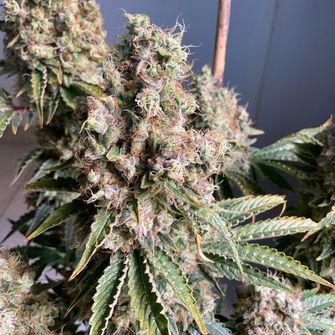 White Widow XXL #1 growlog timeline photo