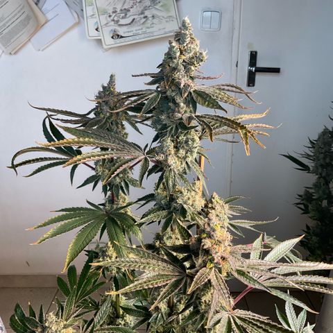 Melonade Runtz growlog photo: Bigger than other! So closer to light with little bleaching and foxtails.