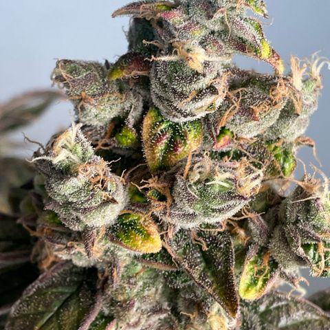 Melonade Runtz growlog photo: Bigger than other! So closer to light with little bleaching and foxtails.