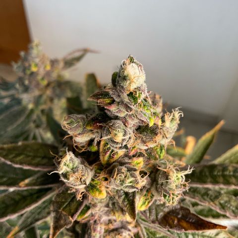 Melonade Runtz growlog timeline photo