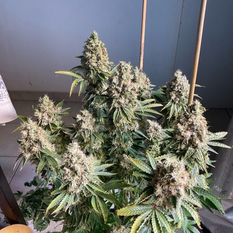 White Widow XXL #1 growlog timeline photo