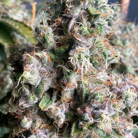 White Widow XXL #1 growlog timeline photo