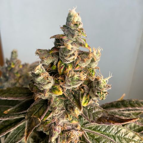 Melonade Runtz growlog photo: Bigger than other! So closer to light with little bleaching and foxtails.