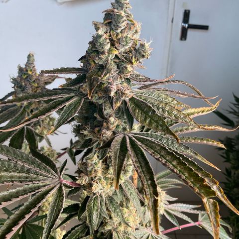 Melonade Runtz growlog photo: Bigger than other! So closer to light with little bleaching and foxtails.