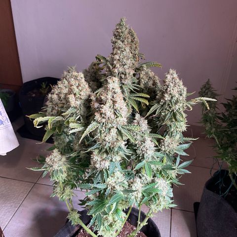 White Widow XXL #1 growlog timeline photo