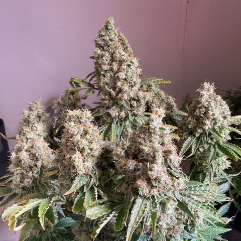 White Widow XXL #1 growlog timeline photo