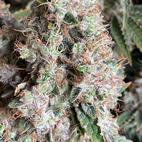 White Widow XXL #1 growlog timeline photo