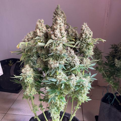 White Widow XXL #1 growlog timeline photo