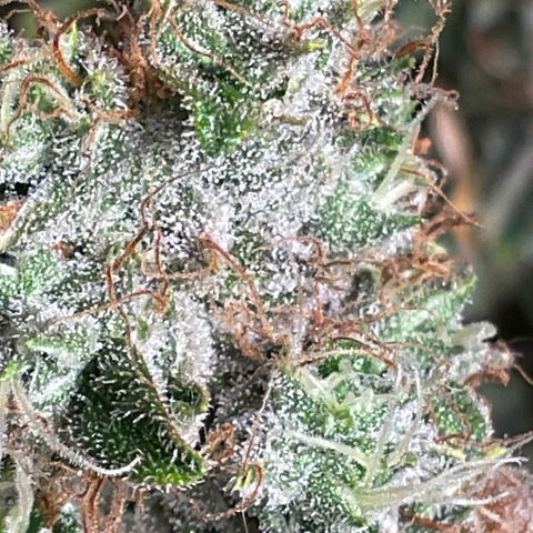 White Widow XXL #1 growlog timeline photo