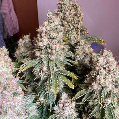 White Widow XXL #1 growlog timeline photo