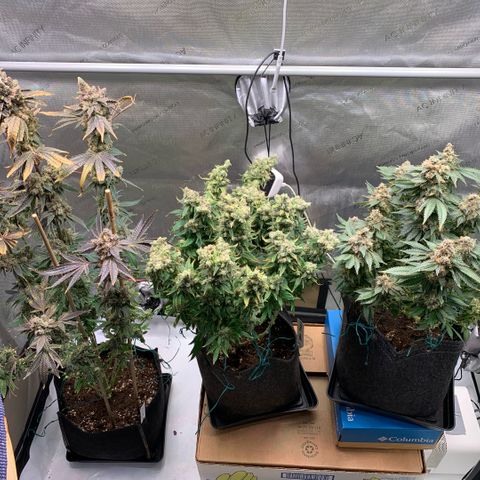 Melonade Runtz growlog timeline photo