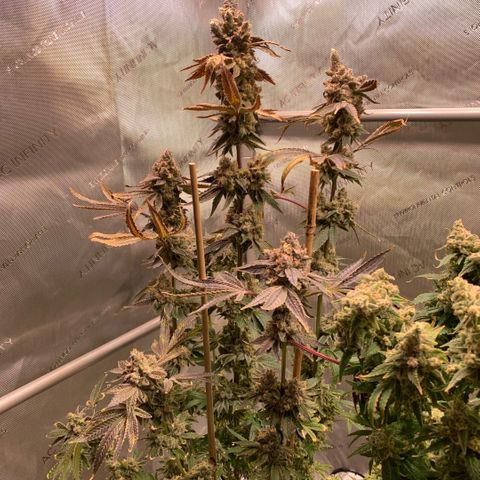 Melonade Runtz growlog timeline photo