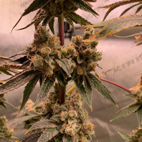 Melonade Runtz growlog timeline photo