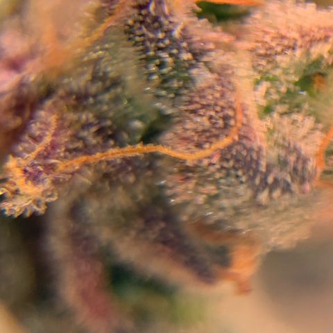 Melonade Runtz growlog timeline photo