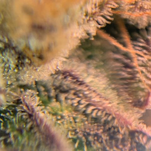 Melonade Runtz growlog timeline photo