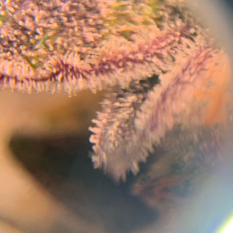 Melonade Runtz growlog timeline photo