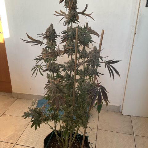 Melonade Runtz growlog photo: Higher than others - 15 cm over canopy, little burned and symptoms of bleaching, also foxteiling