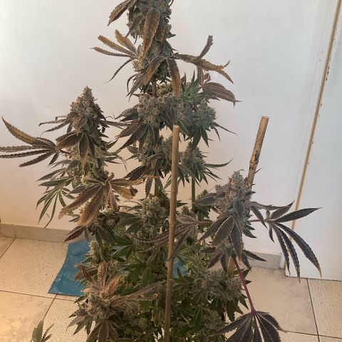 Melonade Runtz growlog photo: Higher than others - 15 cm over canopy, little burned and symptoms of bleaching, also foxteiling