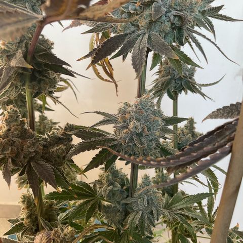 Melonade Runtz growlog photo: Higher than others - 15 cm over canopy, little burned and symptoms of bleaching, also foxteiling