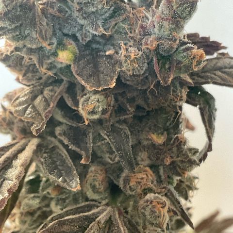 Melonade Runtz growlog photo: Higher than others - 15 cm over canopy, little burned and symptoms of bleaching, also foxteiling