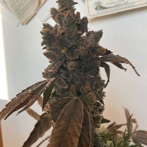 Melonade Runtz growlog photo: Higher than others - 15 cm over canopy, little burned and symptoms of bleaching, also foxteiling