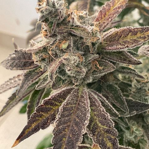 Melonade Runtz growlog photo: Higher than others - 15 cm over canopy, little burned and symptoms of bleaching, also foxteiling