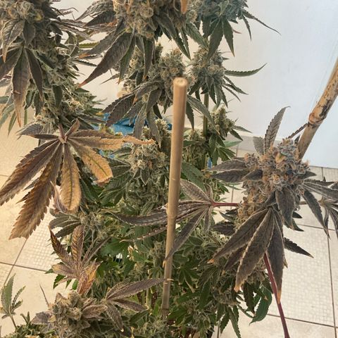 Melonade Runtz growlog photo: Higher than others - 15 cm over canopy, little burned and symptoms of bleaching, also foxteiling