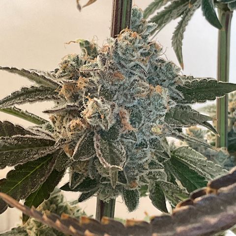 Melonade Runtz growlog photo: Higher than others - 15 cm over canopy, little burned and symptoms of bleaching, also foxteiling