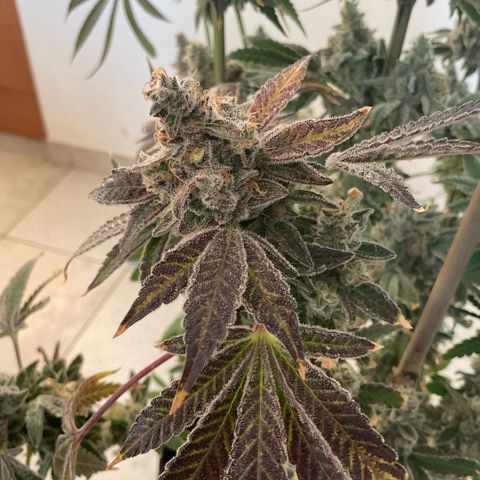 Melonade Runtz growlog photo: Higher than others - 15 cm over canopy, little burned and symptoms of bleaching, also foxteiling