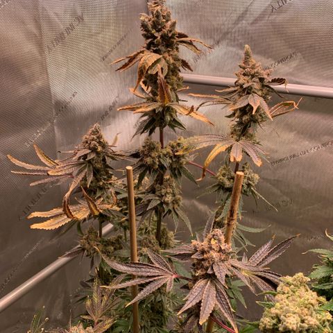 Melonade Runtz growlog timeline photo