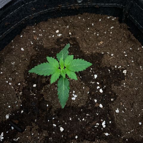 Girl Scout Cookies #2 growlog timeline photo