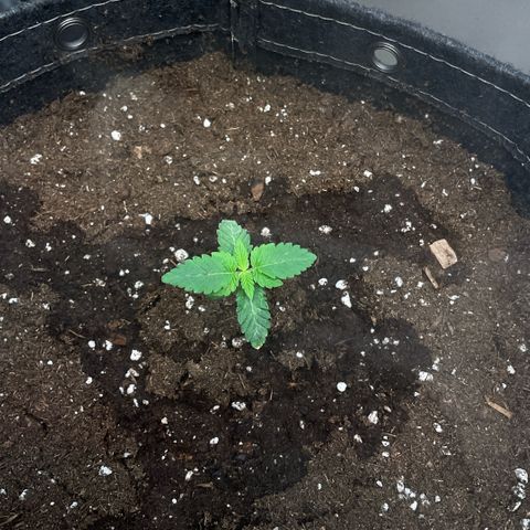 G.S. Cookies Humboldt #1 growlog timeline photo
