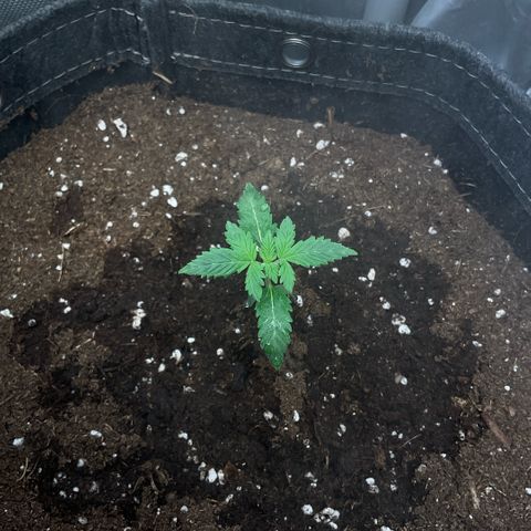 White Widow XXL #2 growlog timeline photo