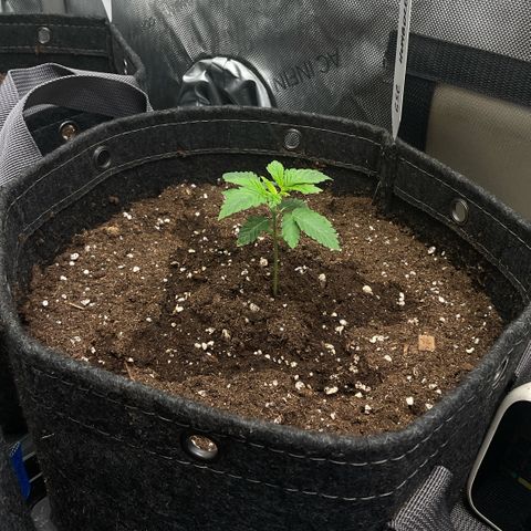 G.S. Cookies Humboldt #1 growlog timeline photo