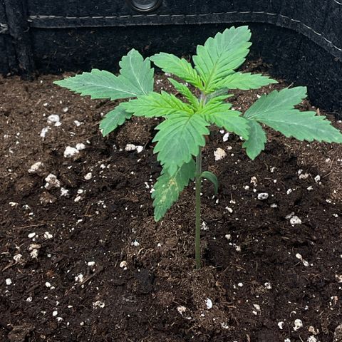 White Widow XXL #2 growlog timeline photo